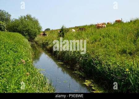 WWT Welney Wetland Centre, Wisbech, Cambridgeshire, Angleterre, RU Banque D'Images