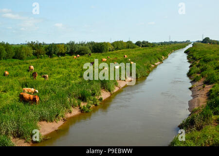 WWT Welney Wetland Centre, Wisbech, Cambridgeshire, Angleterre, RU Banque D'Images