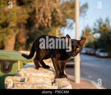 Un chat de gouttière noir sur une clôture sur une journée ensoleillée Banque D'Images