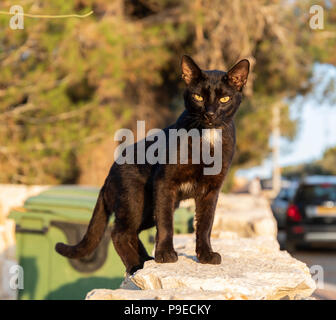 Un chat de gouttière noir sur une clôture sur une journée ensoleillée Banque D'Images