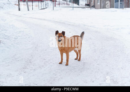 Le chien rouge dans la neige, les sans-abri grand chien Banque D'Images
