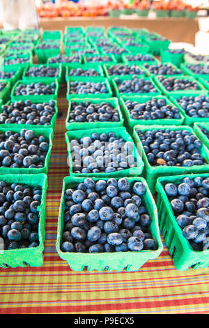 Récolte de bleuets cultivés biologiquement dans des cartons à l'affiche au farmers market Banque D'Images