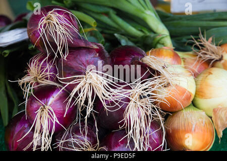 Oignons biologiques dans la région de farmers market à vendre Banque D'Images