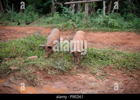 Les porcs se nourrissent d'une ferme de café à Viñales, Cuba. Banque D'Images