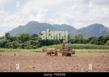 Deux agriculteurs galoper sur un chariot tiré par deux boeufs à Viñales, Cuba Banque D'Images