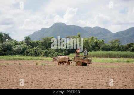 Deux agriculteurs galoper sur un chariot tiré par deux boeufs à Viñales, Cuba Banque D'Images