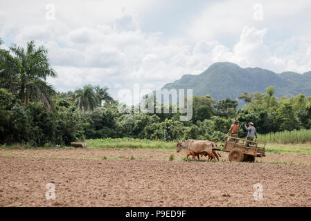 Deux agriculteurs galoper sur un chariot tiré par deux boeufs à Viñales, Cuba Banque D'Images