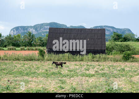 Un cheval broute dans un champ vide sur une plantation de tabac à Viñales, Cuba. Banque D'Images