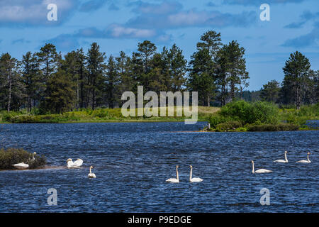 Les cygnes trompettes, Seney National Wildlife Refuge, Haut Michigan, USA, par Bruce Montagne/Dembinsky Assoc Photo Banque D'Images