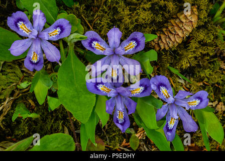 L'iris lacustre (Iris lacustris), la floraison, les grands lacs du Nord, USA, par Bruce Montagne/Dembinsky Assoc Photo Banque D'Images