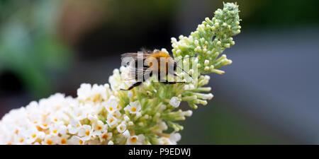 Un bourdon d'arbre à la recherche du nectar et se nourrissant d'un blanc Buddleja Flower dans un jardin de Cheshire Banque D'Images
