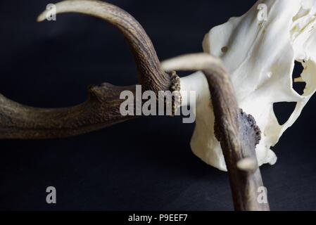 Deer skull : abstract close up photographie des détails d'un crâne avec cornes de cerf blanchie Banque D'Images