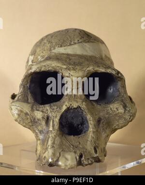 Mme ples. Reproduction d'un crâne d'un Australophitecus africanus (2,15 millions d'années). Trouvé dans de Sterkfontein, Afrique du Sud. Musée Archéologique de Catalogne, Barcelone, Espagne. Banque D'Images