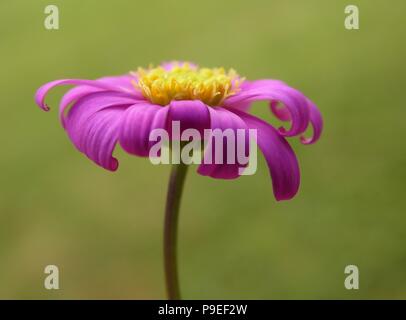 Daisy rose fleur avec pétales recourbés Banque D'Images