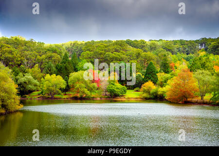 L'automne australien colorés dans Mount Lofty, Australie du Sud Banque D'Images