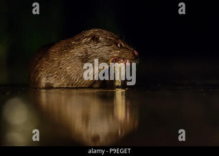 La loutre d'eurasie - Lutra lutra, freswater carnivores nocturnes des fleuves d'Europe. Banque D'Images