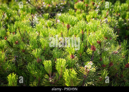 Les jeunes pins close up avec selective focus Banque D'Images