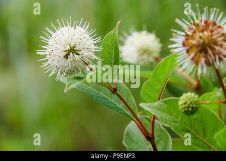 Cephalanthus occidentalis est un open-ramifiés, buisson ou un petit arbre à feuilles caduques. Les feuilles ovales sont jusqu'à 18 cm de long, et les jeunes tiges sont souvent rouges-fl Banque D'Images