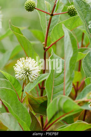 Cephalanthus occidentalis est un open-ramifiés, buisson ou un petit arbre à feuilles caduques. Les feuilles ovales sont jusqu'à 18 cm de long, et les jeunes tiges sont souvent rouges-fl Banque D'Images