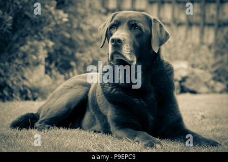 Labrador chocolat de vous détendre dans le jardin. Banque D'Images