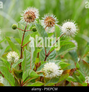 Cephalanthus occidentalis est un open-ramifiés, buisson ou un petit arbre à feuilles caduques. Les feuilles ovales sont jusqu'à 18 cm de long, et les jeunes tiges sont souvent rouges-fl Banque D'Images