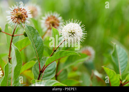 Cephalanthus occidentalis est un open-ramifiés, buisson ou un petit arbre à feuilles caduques. Les feuilles ovales sont jusqu'à 18 cm de long, et les jeunes tiges sont souvent rouges-fl Banque D'Images