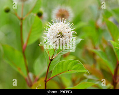 Cephalanthus occidentalis est un open-ramifiés, buisson ou un petit arbre à feuilles caduques. Les feuilles ovales sont jusqu'à 18 cm de long, et les jeunes tiges sont souvent rouges-fl Banque D'Images