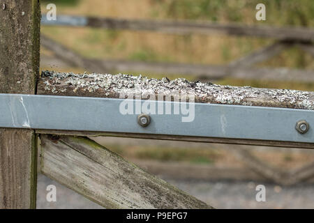 Lichen sur ferme Banque D'Images