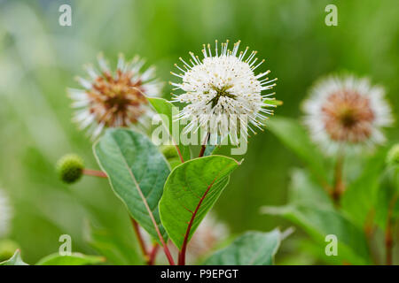 Cephalanthus occidentalis est un open-ramifiés, buisson ou un petit arbre à feuilles caduques. Les feuilles ovales sont jusqu'à 18 cm de long, et les jeunes tiges sont souvent rouges-fl Banque D'Images