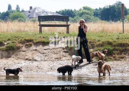 Harlow, UK. 16 juillet, 2018. Les chiens d'aller nager dans la Tamise. Credit : Mark Kerrison/Alamy Live News Banque D'Images