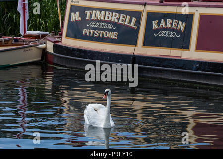 Harlow, UK. 16 juillet, 2018. Un cygne sur la Tamise sur le premier jour de la cérémonie annuelle de cinq jours Swan Augmenter recensement. Augmenter la collecte nécessite de Swan, le marquage et la libération de tous les cygnets, ou le cygne tuberculé, sur la rivière. Elle remonte à plus de 800 ans, à quand l'État revendiqué la propriété de tous les cygnes tuberculés. Le premier jour du recensement a lieu entre Sunbury et de Windsor. Credit : Mark Kerrison/Alamy Live News Banque D'Images