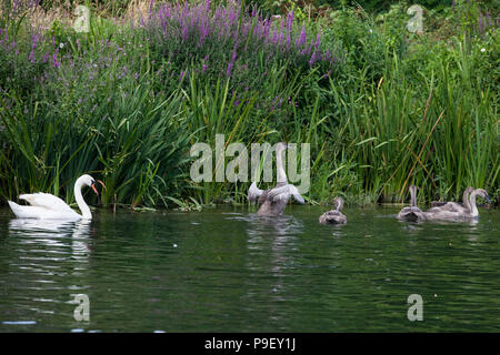 Harlow, UK. 16 juillet, 2018. Les cygnes tuberculés sur la tamise pendant le premier jour de la cérémonie annuelle de cinq jours Swan Augmenter recensement. Augmenter la collecte nécessite de Swan, le marquage et la libération de tous les cygnets, ou le cygne tuberculé, sur la rivière. Elle remonte à plus de 800 ans, à quand l'État revendiqué la propriété de tous les cygnes tuberculés. Le premier jour du recensement a lieu entre Sunbury et de Windsor. Credit : Mark Kerrison/Alamy Live News Banque D'Images