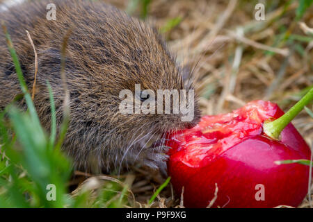 Burley-en-Wharfedale, West Yorkshire, Royaume-Uni. 18 juillet 2018. Domaine campagnol des champs (Microtus agrestis) tucks en une cerise juteuse dans un backgarden en Burley-en-Wharfedale Rebecca Cole/Alamy Vivre NewsTree Banque D'Images