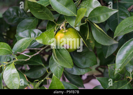 Bugs insectes assis sur Citrus sinensis orange mûr de fruits plante macro close up Banque D'Images