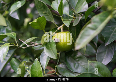 Bugs insectes assis sur Citrus sinensis orange mûr de fruits plante macro close up Banque D'Images