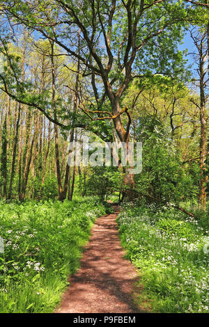 Sentier bordé d'ail sauvage des fleurs à Hampshire Banque D'Images