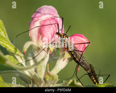 Libre d'une grue voler (Tipulidae) assis sur un Apple bud Banque D'Images