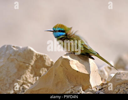 Little Green Bee eater, Merops orientalis Banque D'Images