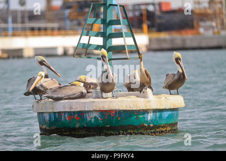 Rapport du port de pêche de Guaymas Sonora. Reportaje del Puerto pesquero de Guaymas Sonora. Banque D'Images