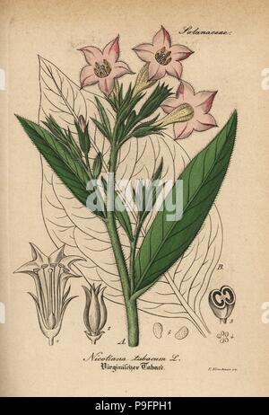 Tabac, Nicotiana tabacum. Coloriée à la gravure sur cuivre du Dr. Willibald" sammtlicher mediinisch Hand-Atlas Artus-pharmaceutischer Gewachse, (Manuel de tous les médecins-usines pharmaceutiques), Iéna, 1876. Banque D'Images