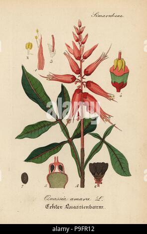 Amargo, amer-frêne ou bois-amer, Quassia amara. Coloriée à la gravure sur cuivre du Dr. Willibald" sammtlicher mediinisch Hand-Atlas Artus-pharmaceutischer Gewachse, (Manuel de tous les médecins-usines pharmaceutiques), Iéna, 1876. Banque D'Images