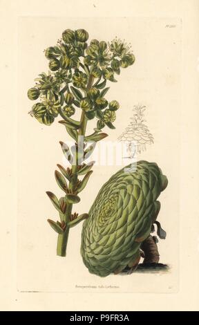 En forme de soucoupe ou aeonium Aeonium tabuliforme, plante (Sempervivum tabulaeforme). La gravure sur cuivre coloriée par George Cooke de Conrad Loddiges Cabinet Botanique', London, 1828. Banque D'Images