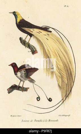 L'Empereur bird-of-paradise, Paradisaea guilielm, et king bird-of-paradise, Cicinnurus regius. Lithographie coloriée par Burggraaff après Jean Baptiste Audebert de Th. Lejeune's Oeuvres complète de Buffon, Bruxelles, 1837. Banque D'Images