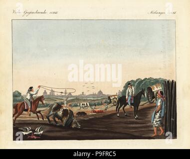 Native American gauchos lasso et l'abattage des bovins à l'un des abattoirs de plein air à Buenos Aires, Argentine. Coloriée à la gravure sur cuivre de Johann Friedrich de Bertuch Bilderbuch fur Kinder (Livre d'images pour les enfants), Weimar, 1823. Banque D'Images