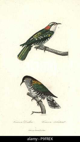 Diederik cuckoo Chrysococcyx caprius,, et brillant, bronze-cuckoo Chrysococcyx lucidus. Coloriée à la gravure sur cuivre de René Primevère Lesson's complète de Buffon, Pourrat Frères, Paris, 1838. Banque D'Images