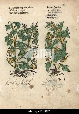 Cardiospermum halicacabum, usine de ballons, et Chénopode glabre Chenopodium, espèces. Gravure sur bois coloriée à la gravure d'une illustration botanique d'Adam Lonicer Krauterbuch's, ou de plantes médicinales, Francfort, 1557. Cette d'une édition pirate du 17e siècle ou des illustrations de l'atlas, avec légendes en latin, grec, français, italien, allemand, et en anglais manuscrit. Banque D'Images