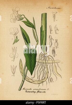 L'arrowroot, Maranta arundinacea. Coloriée à la gravure sur cuivre du Dr. Willibald" sammtlicher mediinisch Hand-Atlas Artus-pharmaceutischer Gewachse, (Manuel de tous les médecins-usines pharmaceutiques), Iéna, 1876. Banque D'Images