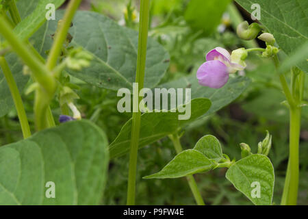 Cire violet Floraison haricot bean parmi les plantes qui poussent dans un jardin lit Banque D'Images
