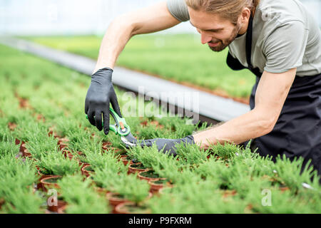 Travailleur avec les plantes dans la serre Banque D'Images