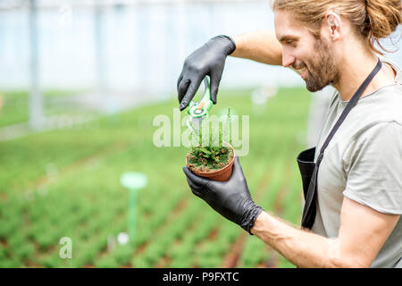 Travailleur avec les plantes dans la serre Banque D'Images